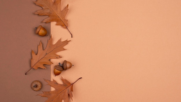 Top view of monochromatic leaves and acorns with copy space