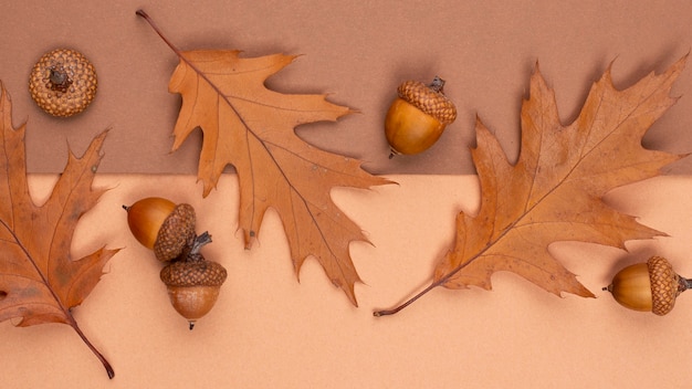 Top view of monochromatic leaves and acorns