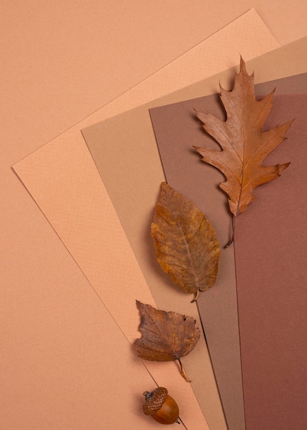 Free photo top view of monochromatic leaves and colors