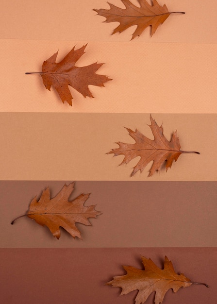 Top view of monochromatic lines with leaves