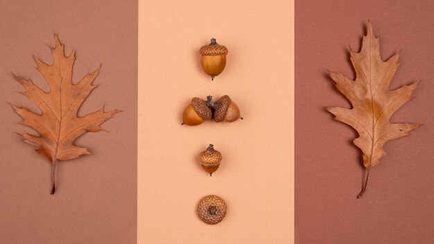 Top view of monochromatic selection of leaves and acorns