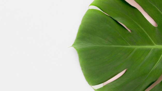 Top view of monstera leaf with copy space