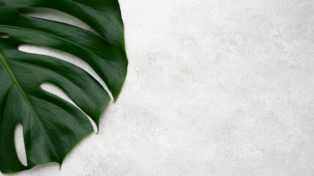 Free photo top view of monstera leaf with copy space