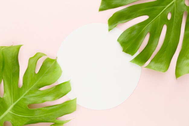 Top view of monstera leaves