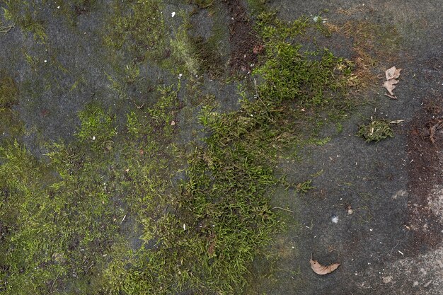 Top view moss on the ground