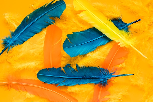 Top view of multicolored feathers for carnival