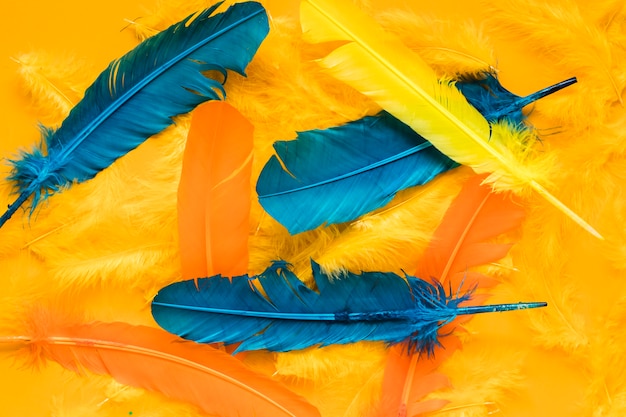 Вид сверху разноцветных перьев для карнавала