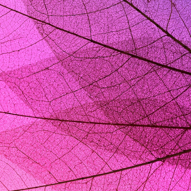 Top view of multiple colored translucent leaves texture