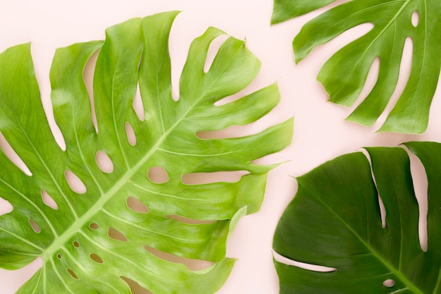 Top view of multiple monstera leaves