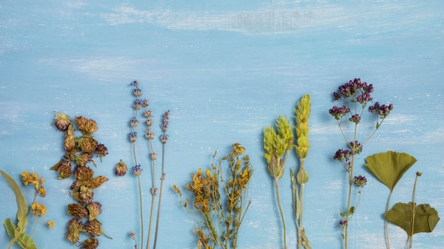 Foto gratuita vista dall'alto di spezie ed erbe medicinali naturali