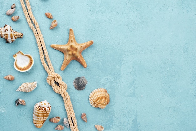 Free photo top view nautical rope with shellfish