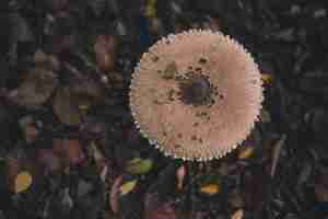Бесплатное фото Вид сверху на лесной гриб в осеннем лесу