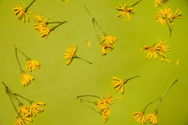 明るい​緑​の​背景​に​散在する​山​アルニカ​植物​の​自然​の​花​の​上面図