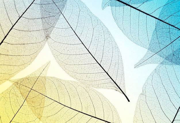 무료 사진 컬러 색조와 반투명 잎의 상위 뷰
