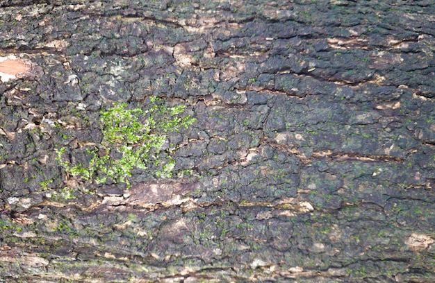 無料写真 木の樹皮のテクスチャーの上面図