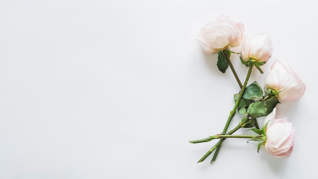 무료 사진 흰 장미의 상위 뷰
