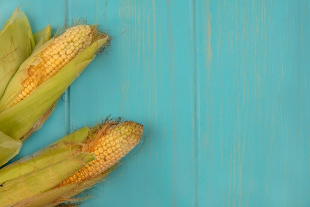 Top view of organic and healthy corns with hair on a blue wooden table with copy space