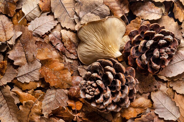 Top view organic mushrooms and leaves