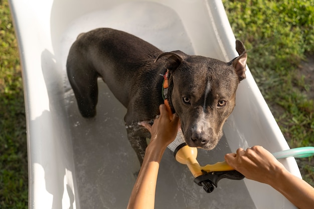 ホースで犬を洗うトップビューの所有者