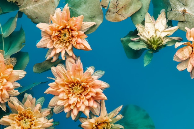 Top view pale orange chrysanthemums in blue colored water