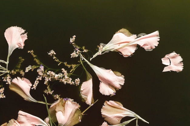 Free photo top view pale pink flowers in water