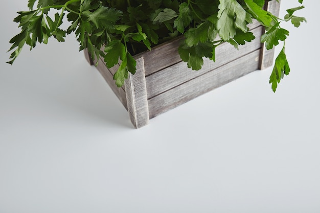 Top view part wooden box with fresh green parsley and cilantro isolated on white table