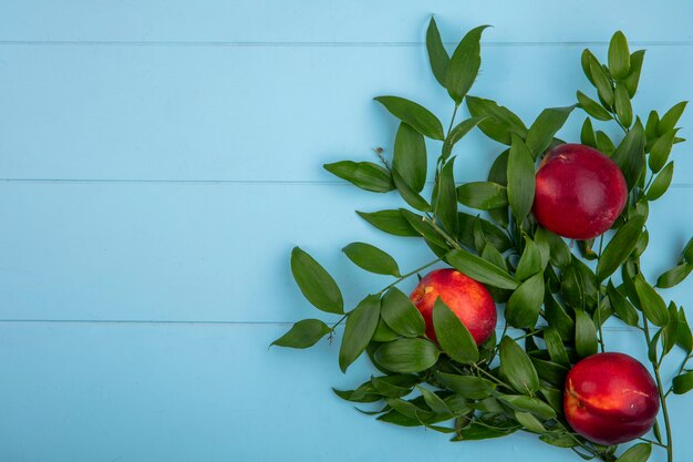 Top view of peaches with leaf branches on a light blue surface