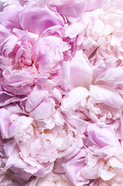 Top view of peony petals and flowers