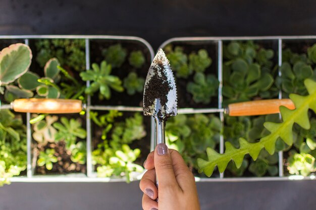 Top view person taking care of plants