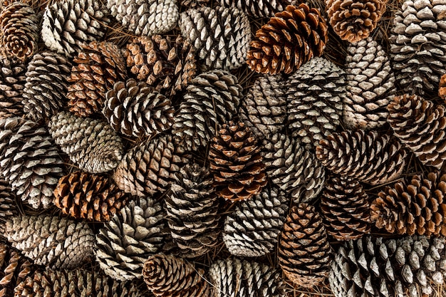 Top view of pine cones