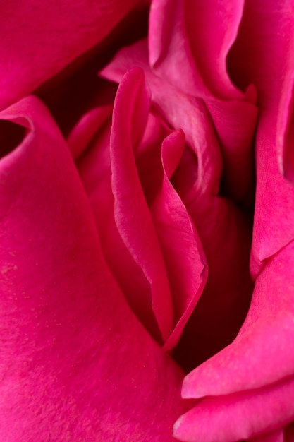 Foto gratuita vista dall'alto bel fiore rosa