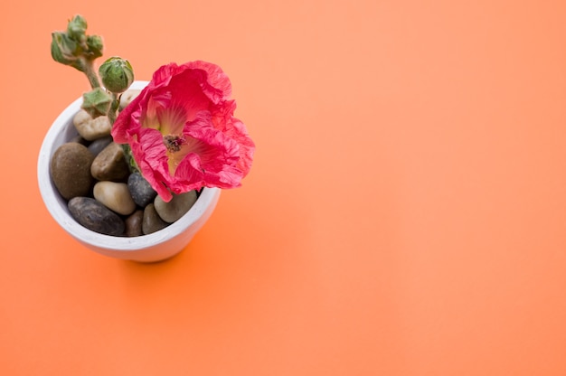 Top view of a pink carnation flower in a small flower pot, placed on an orange surface