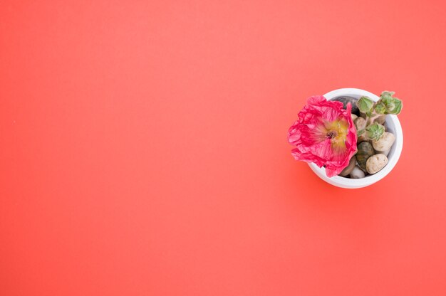 Top view of a pink carnation flower in a small flower pot, placed on a peach-colored surface