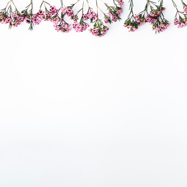 Top view of pink flowers