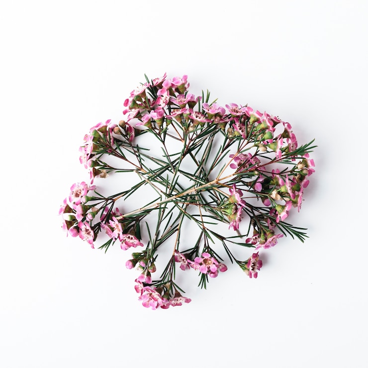 Free Photo top view of pink flowers