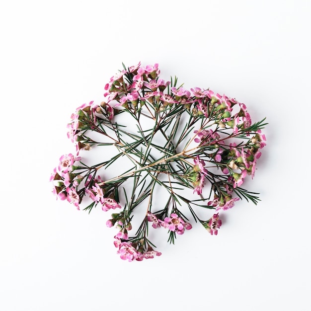 Top view of pink flowers