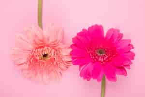 Free photo top view of pink and fuchsia color gerbera flowers isolated on pink background