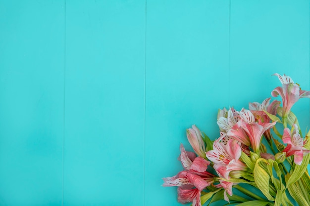 Top view of pink lilies on a blue surface