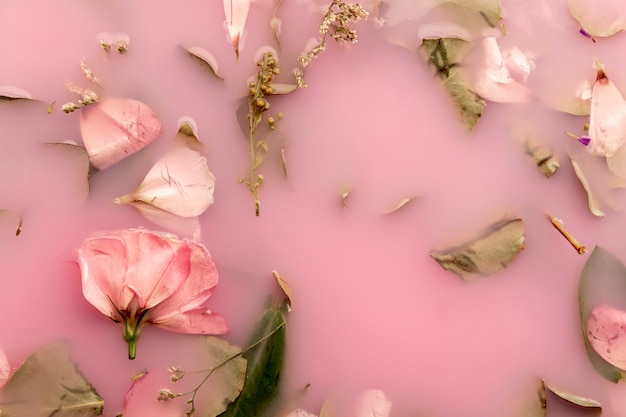 Top view pink roses in pink colored water