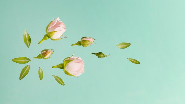 Top view of pink spring roses with leaves