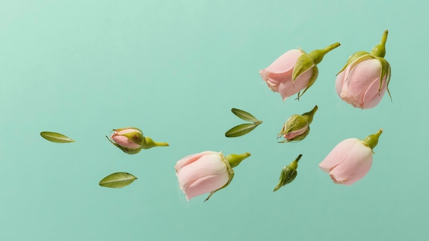 Top view of pink spring roses