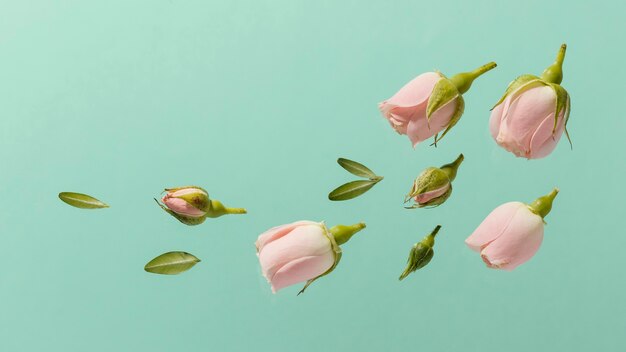 Top view of pink spring roses