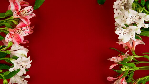 Top view of pink and white color alstroemeria flowers isolated on red background with copy space
