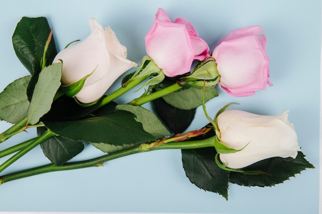 Free photo top view of pink and white color roses isolated on blue background