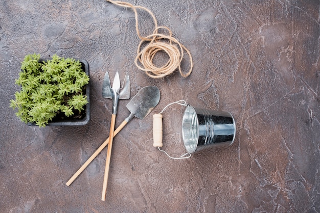 Free photo top view of plant and gardening tools