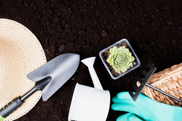 Top view of plant and gardening tools 