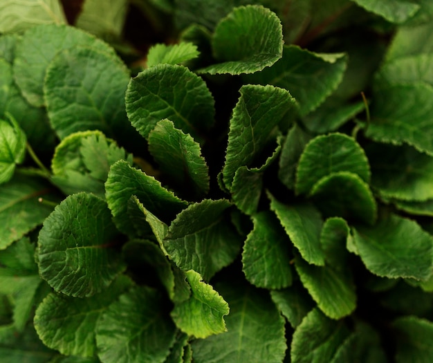 Top view plant leaves arrangement