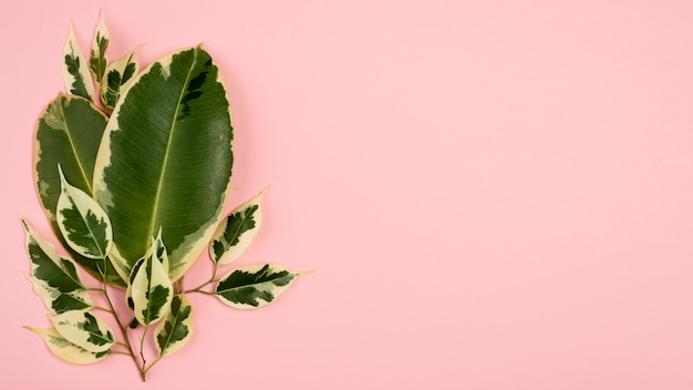 Top view of plant leaves with branch and copy space