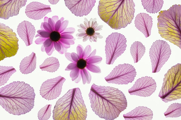 Top view of plant leaves with daisies