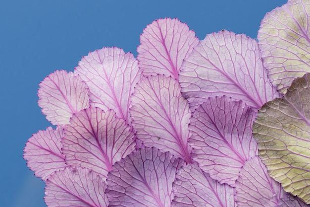 Top view of plant leaves